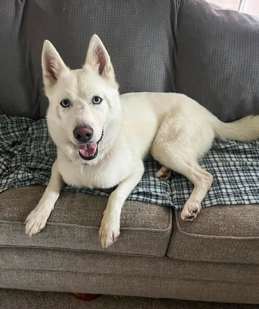 Miss Frost - Siberian Husky