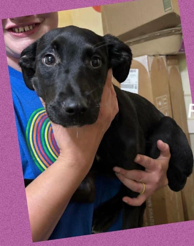 Tulip - Labrador Retriever