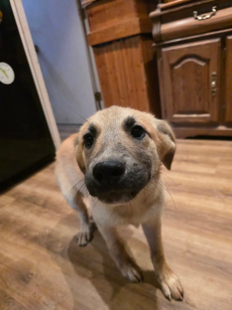 Tansy - Labrador Retriever
