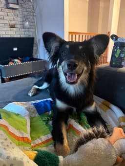 Sheltie Squad  Elizabeth image 1