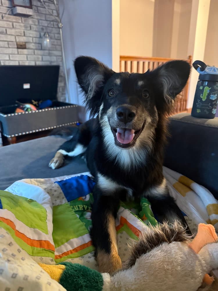 Sheltie Squad  Elizabeth - Sheep Dog