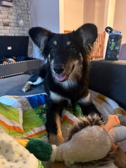 Sheltie Squad  Elizabeth image 2