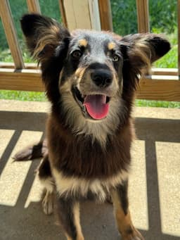 Sheltie Squad  Elizabeth image 3