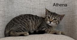 Odyssey Kittens  Athena image 1