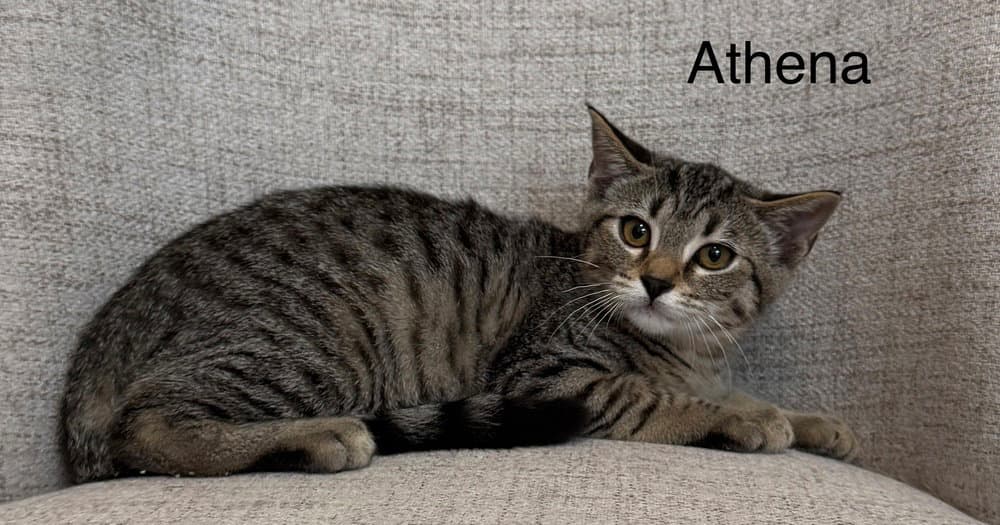 Odyssey Kittens  Athena - Domestic Short Hair