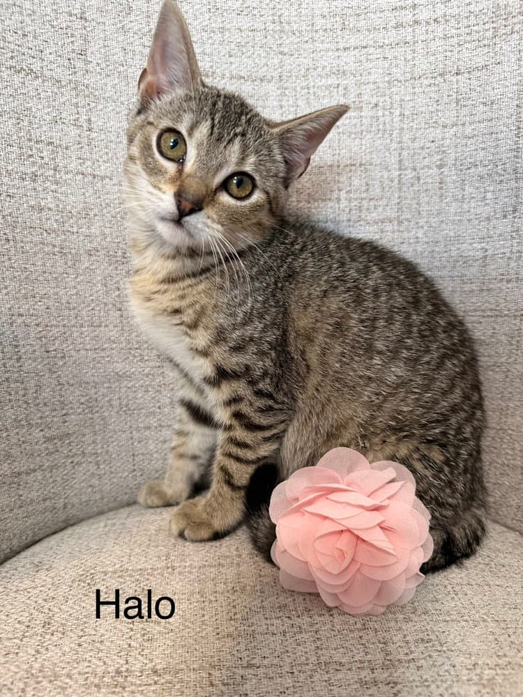 Odyssey Kittens  Halo - Domestic Short Hair