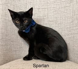 Odyssey Kittens  Spartan image 1