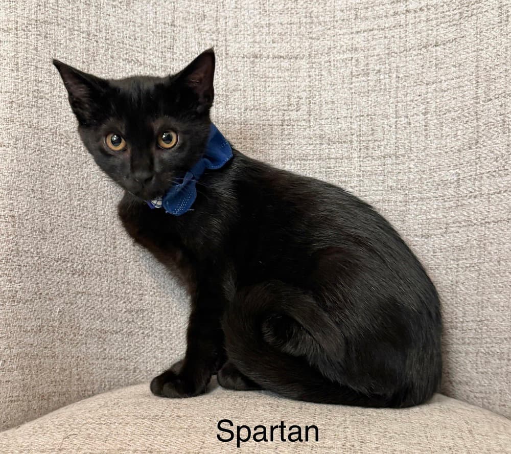 Odyssey Kittens  Spartan - Domestic Short Hair