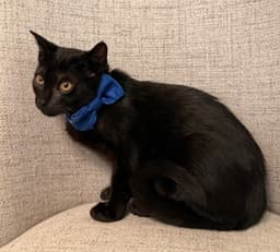 Odyssey Kittens  Spartan image 2