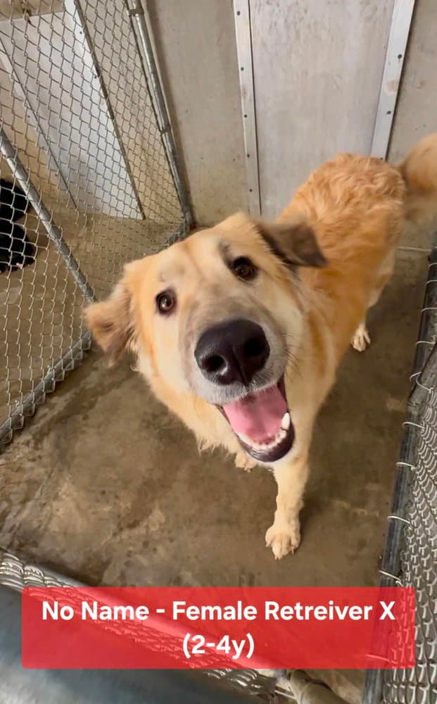 Tonya - Golden Retriever