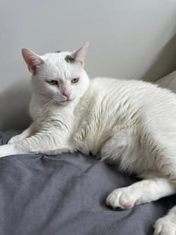 Flabby Gabby image 1