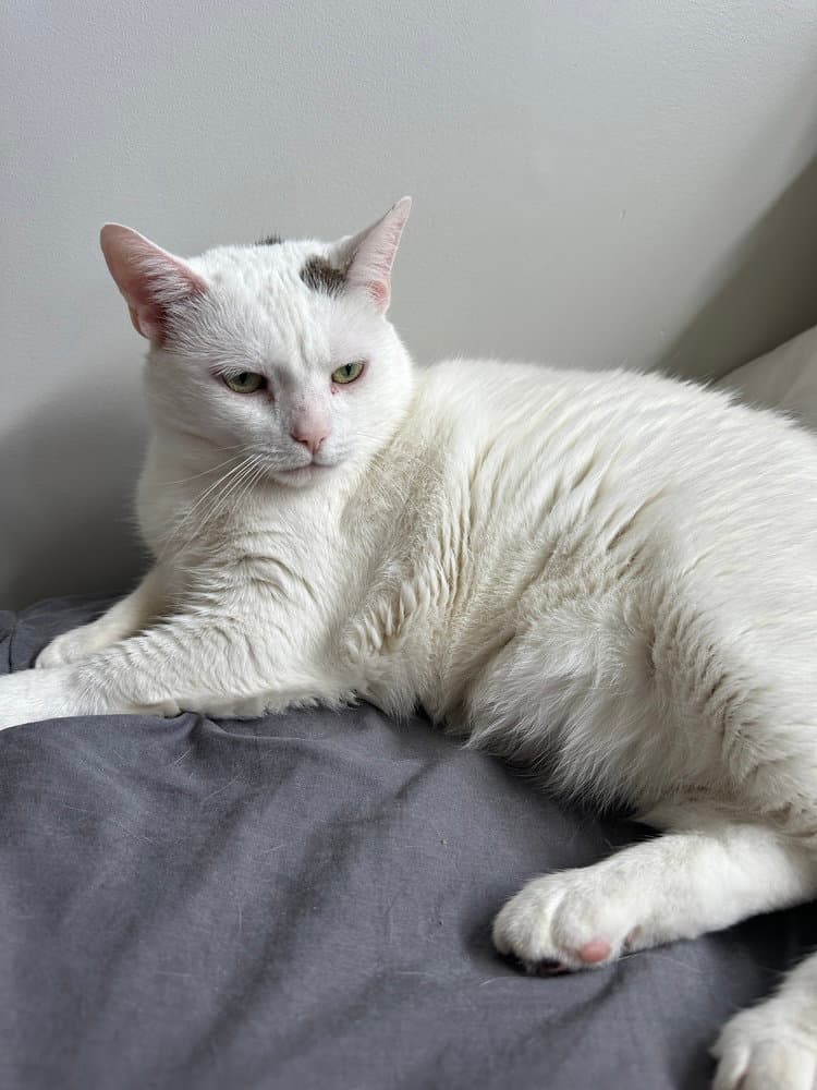 Flabby Gabby - Domestic Short Hair