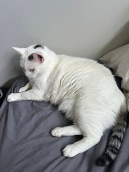 Flabby Gabby image 3