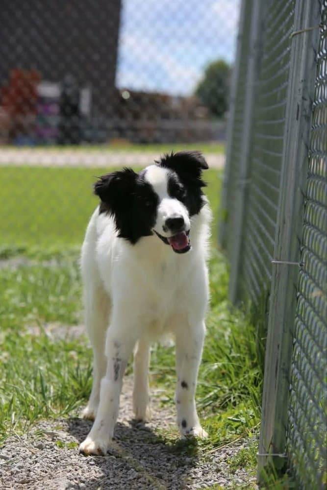 Lassie - Border Collie