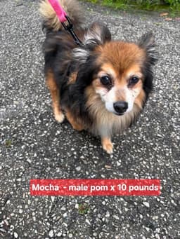 Mocha image 1