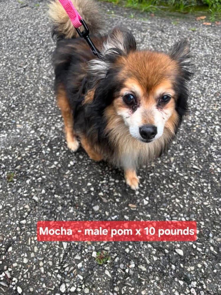 Mocha - Chihuahua