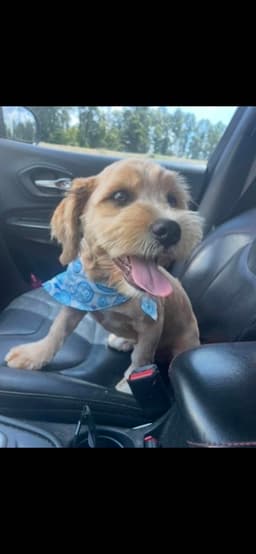 Odie Tzu image 2