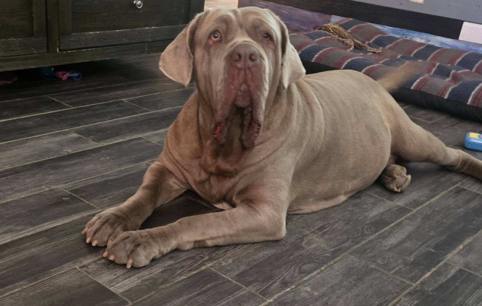 Anita - Neapolitan Mastiff