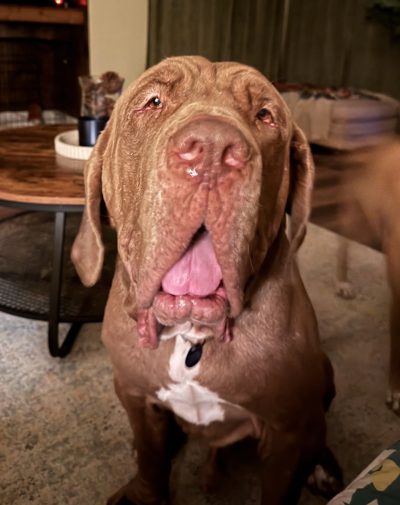 Guido - Neapolitan Mastiff