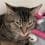 Please Delete - Domestic Short Hair