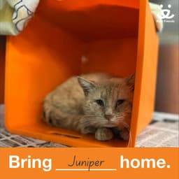 Juniper image 4