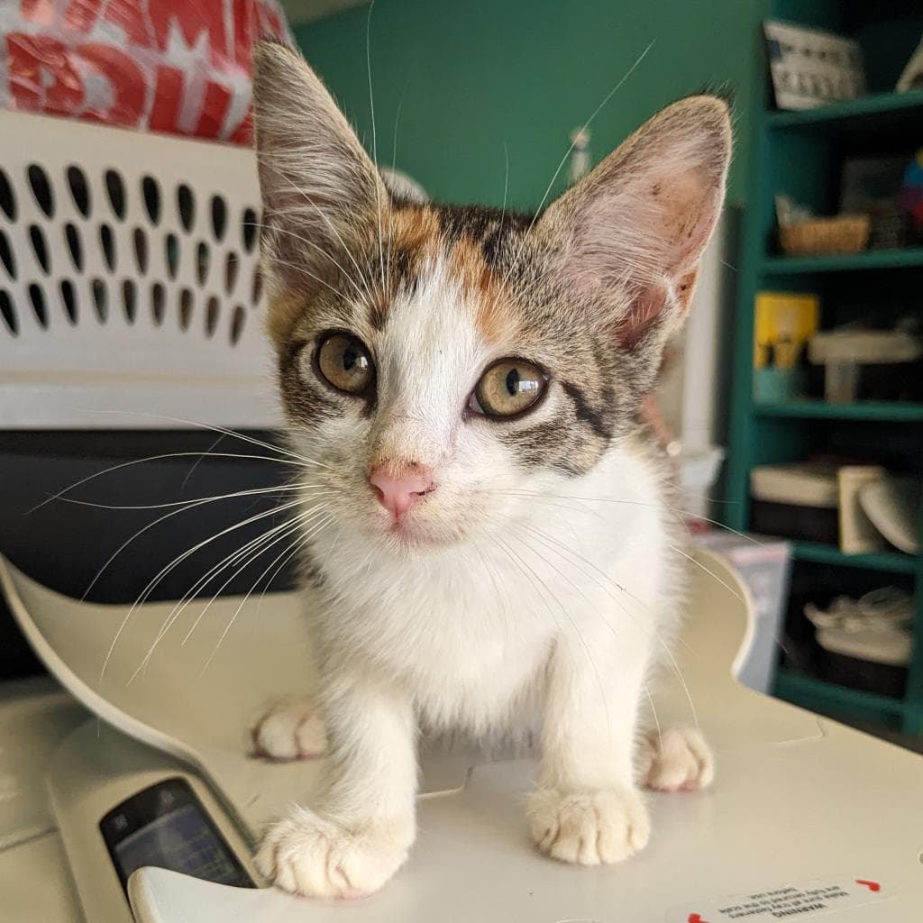 Piglet - Domestic Short Hair