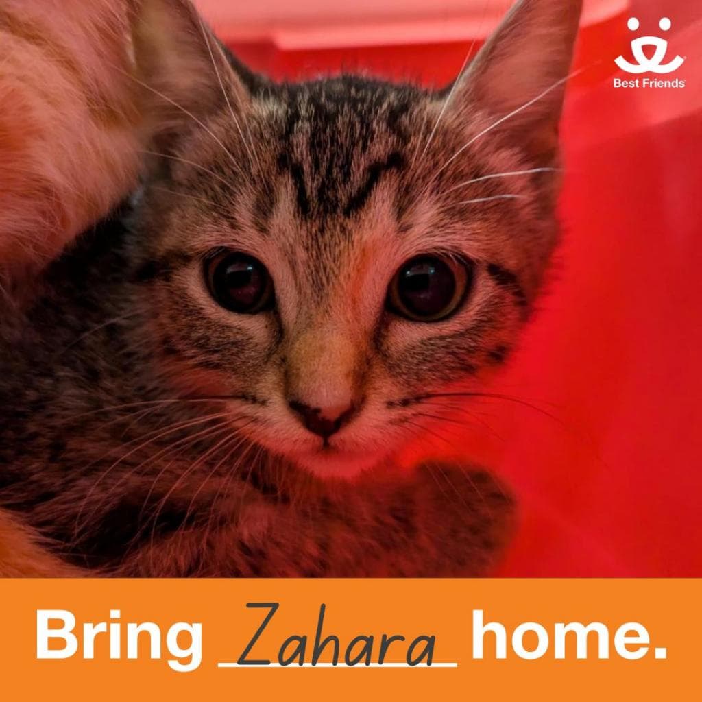 Zahara - Domestic Short Hair