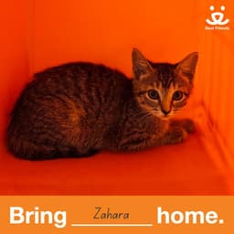 Zahara image 3