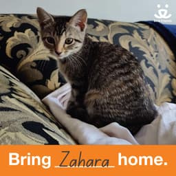 Zahara image 4