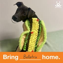Bellatrix image 1