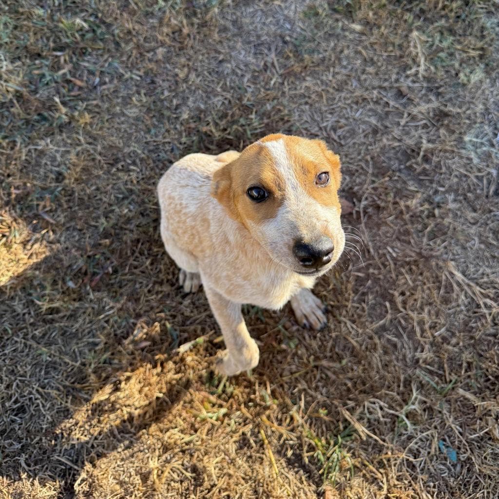 Skipper - Cattle Dog