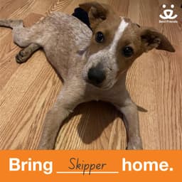 Skipper image 2