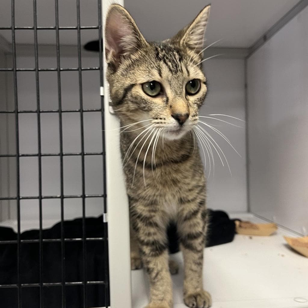 Smeagol - Domestic Short Hair