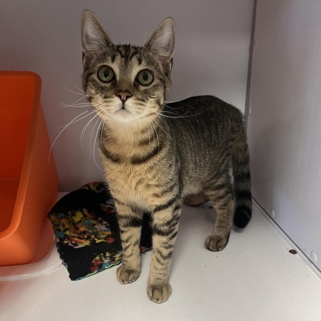 Frodo - Domestic Short Hair