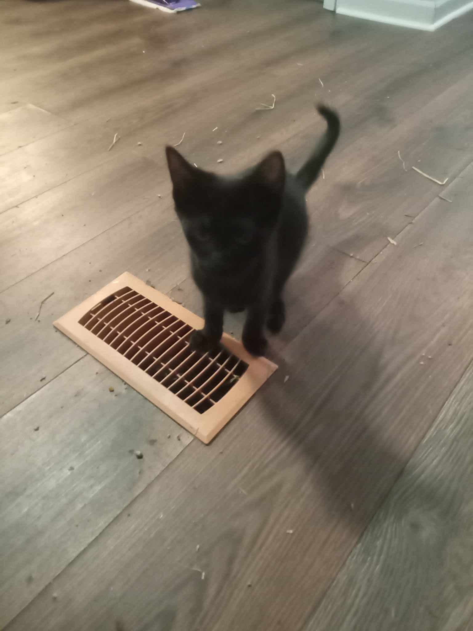 Willow Courtesy Post - Domestic Short Hair