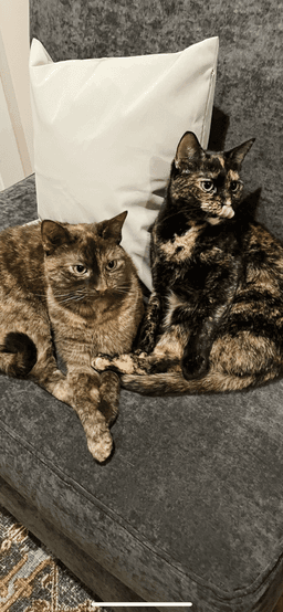 Olive  Ginger Bonded Paircourtesy Post image 1