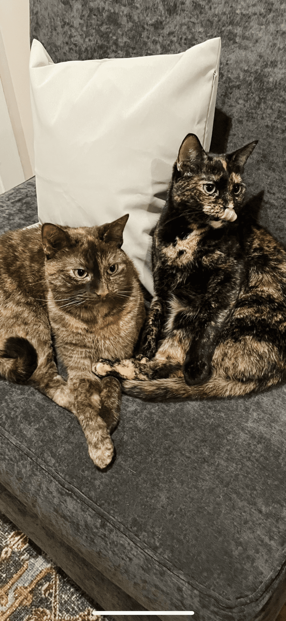 Olive  Ginger Bonded Paircourtesy Post - Tortoiseshell