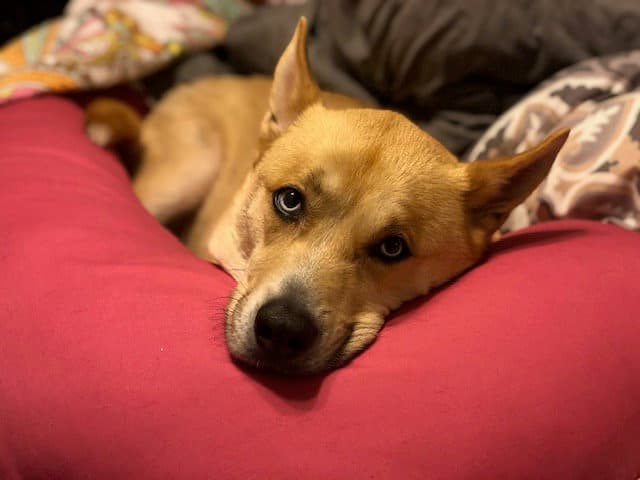 Bane Courtesy Post - Husky