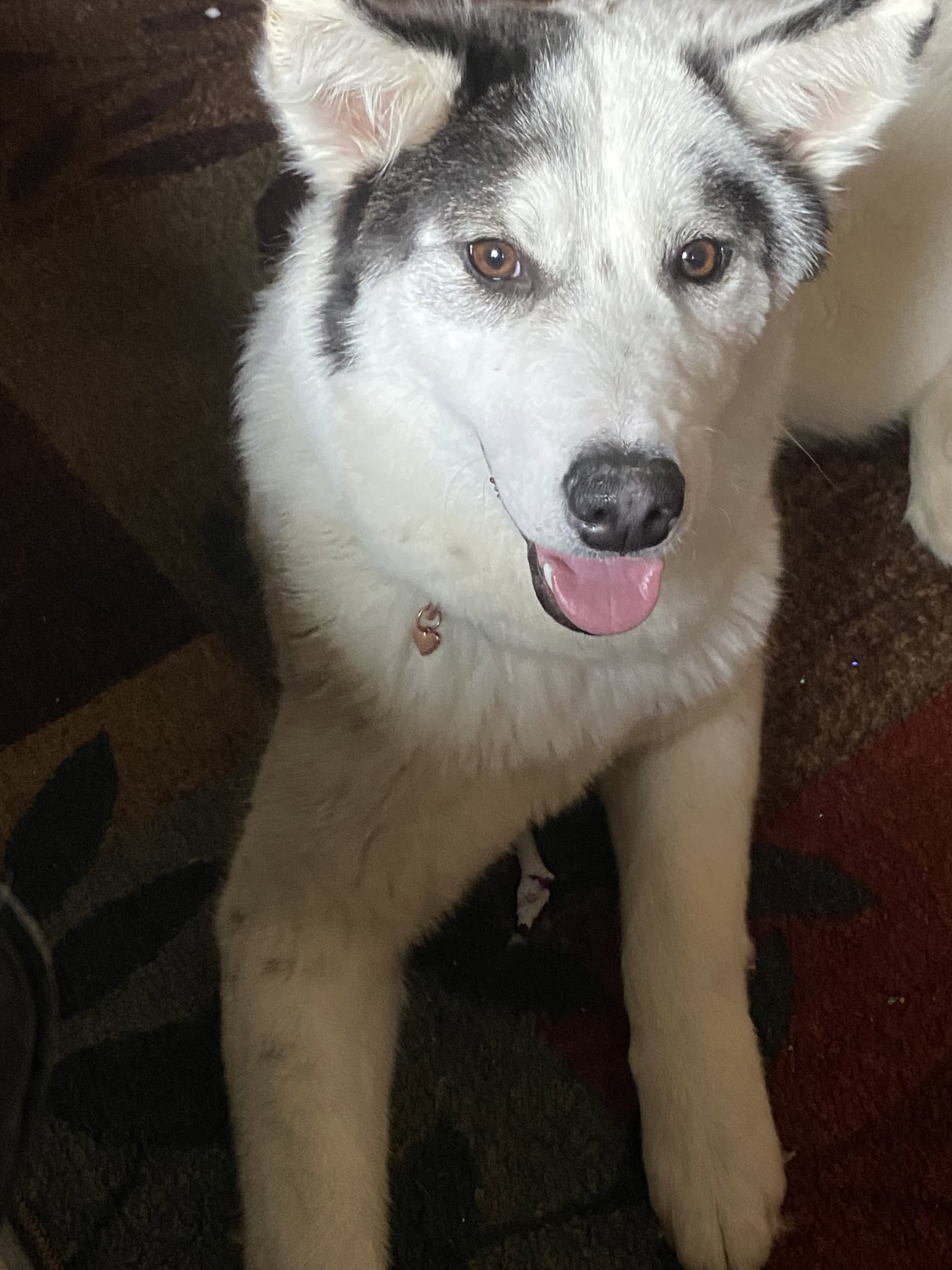 Sasha  Courtesy Post - Husky