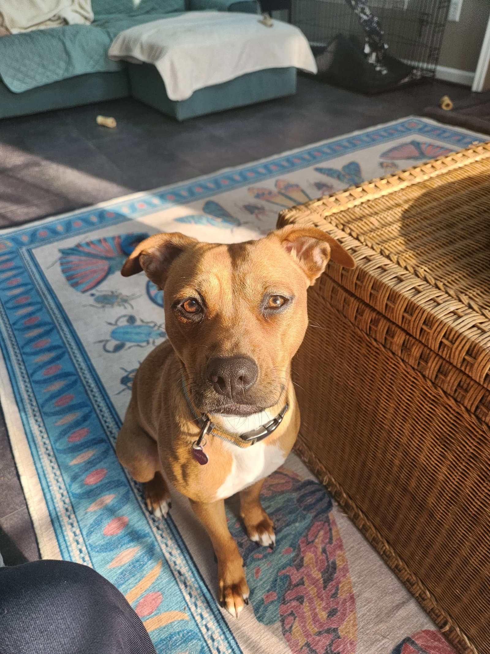 Hattie Courtesy Post - Boxer