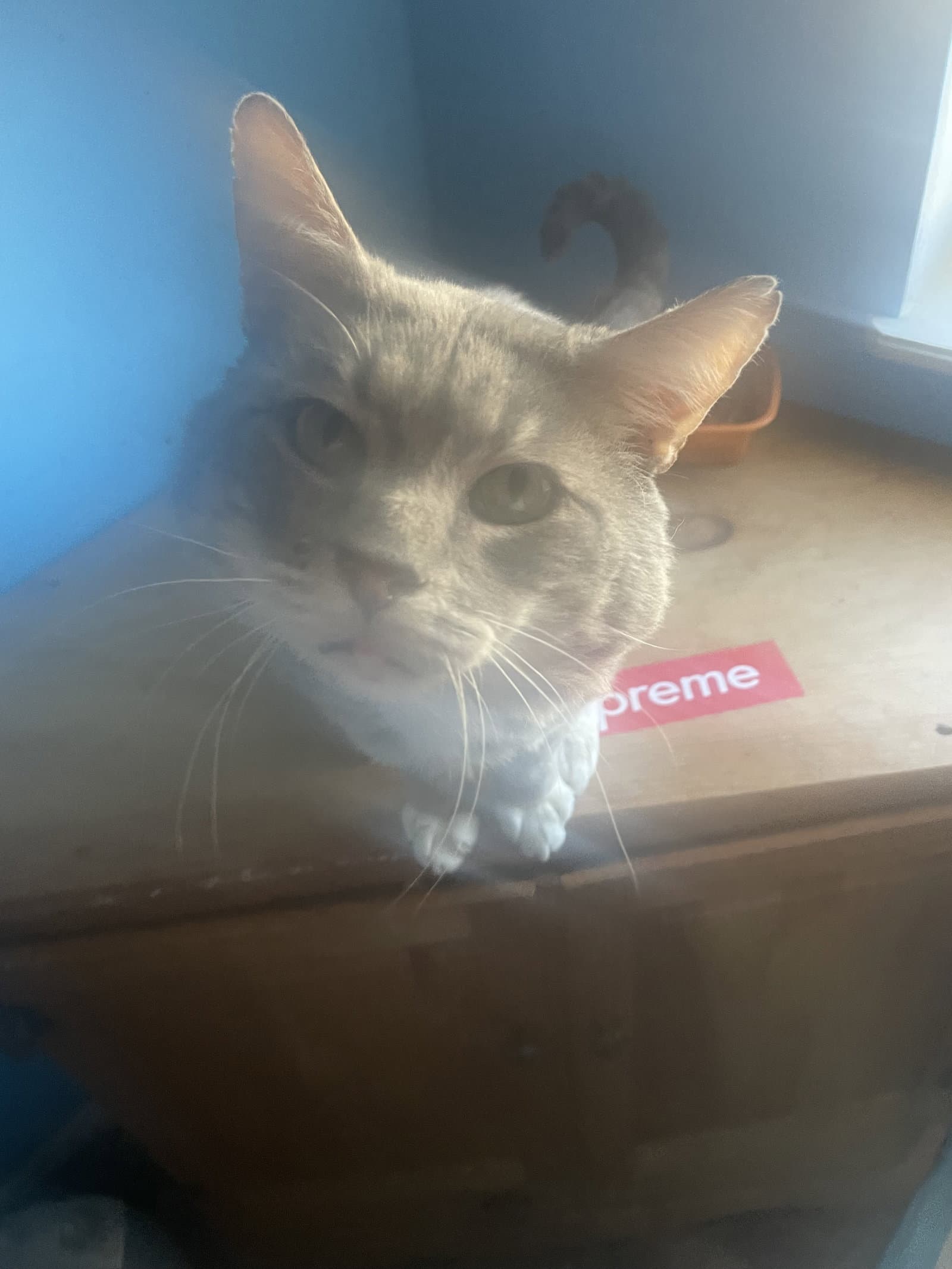 Bootscheeks Courtesy Post - Domestic Short Hair