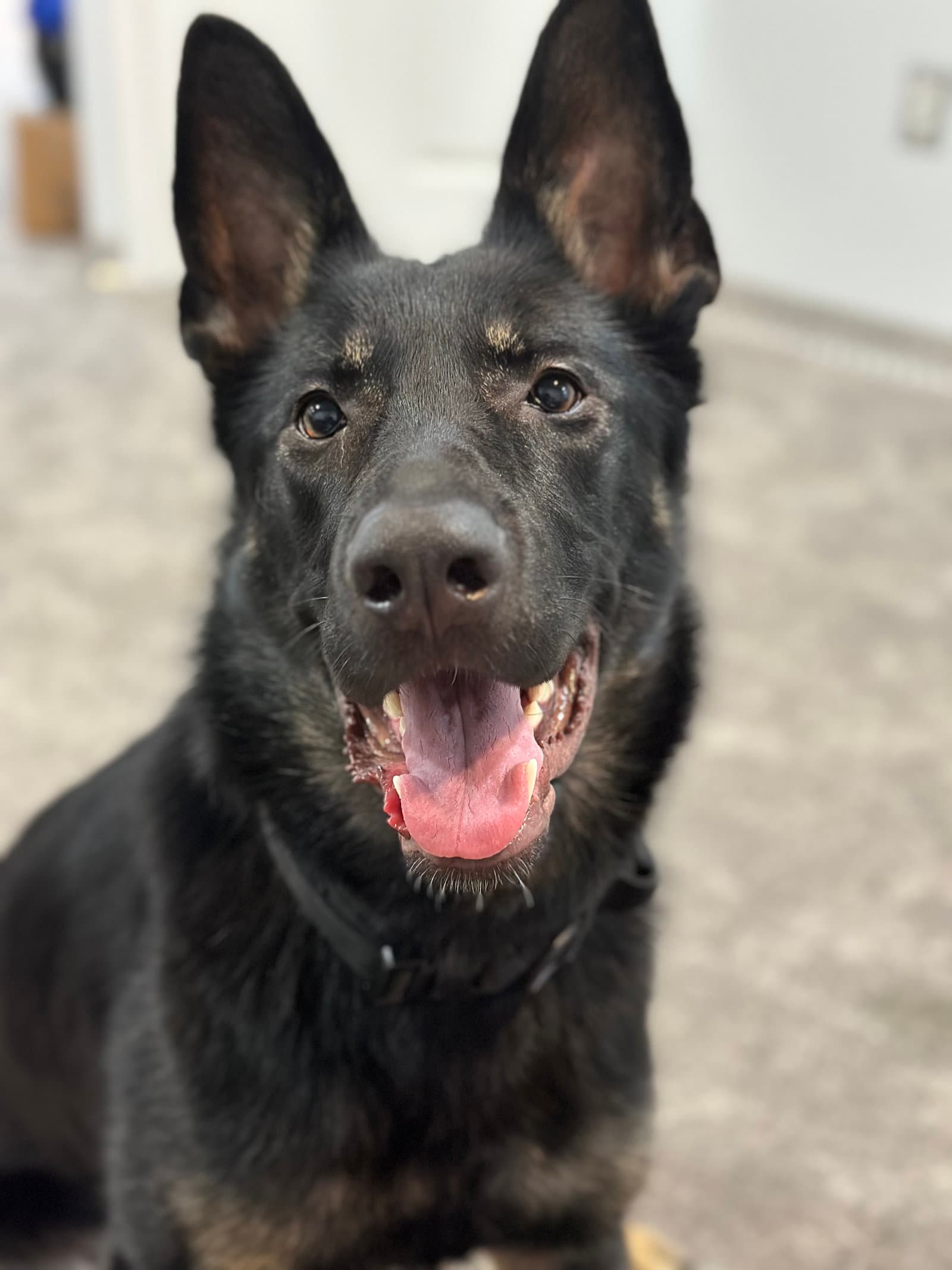 Prima Courtesy Post - German Shepherd Dog