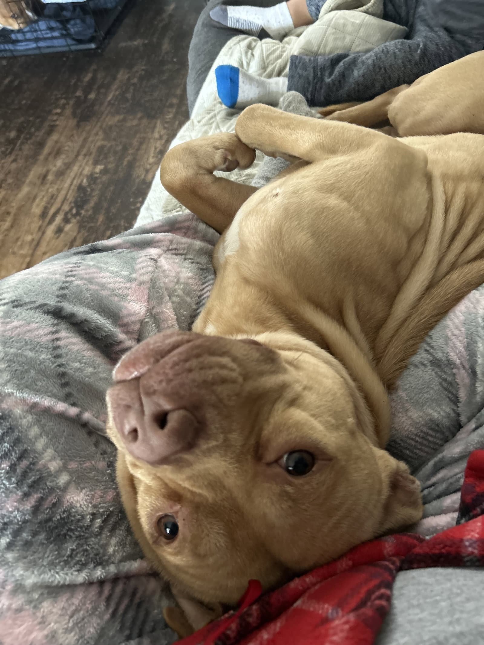 Spartacus Courtesy Post - Pit Bull Terrier