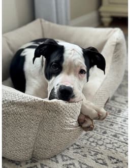 Nash Courtesy Post image 1