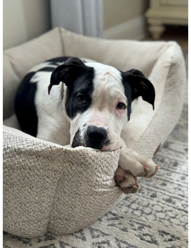 Nash Courtesy Post - American Staffordshire Terrier