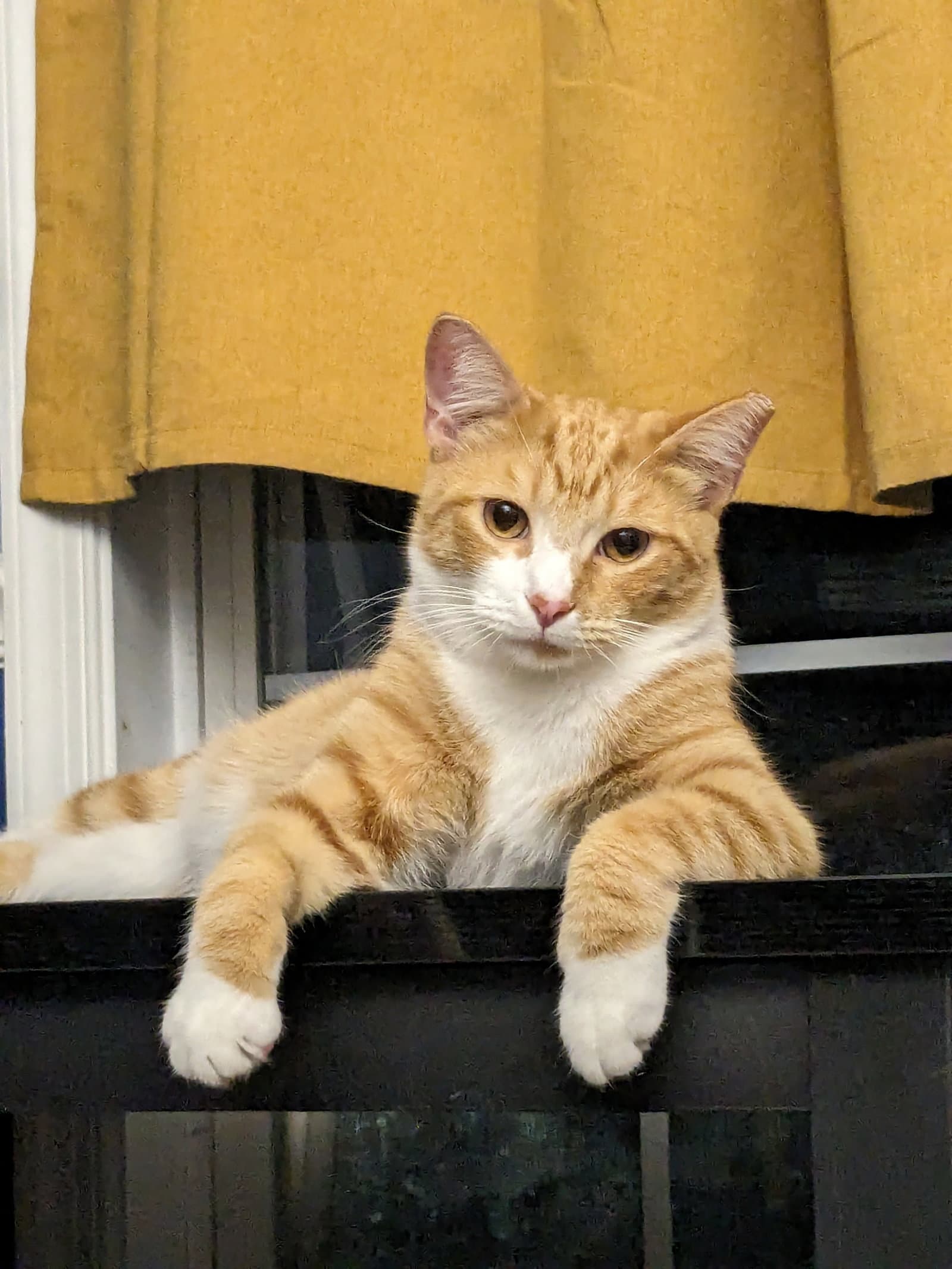 Rocket Courtesy Post - Domestic Short Hair
