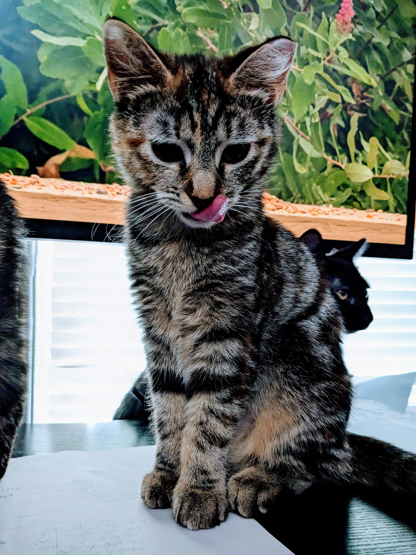 Raven Courtesy Post - Domestic Short Hair