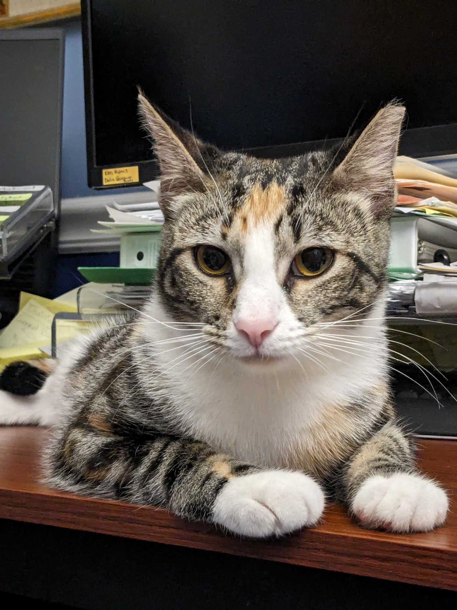 Prissy Courtesy Post - Domestic Short Hair
