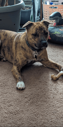 Oakley Courtesy Post image 2