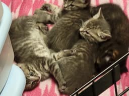 Unnamed Kittens Courtesy Post image 1